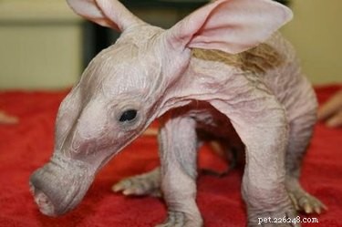 11 Stunning Photos of Bare-Bodied Animals That Will Change Your View of Nature