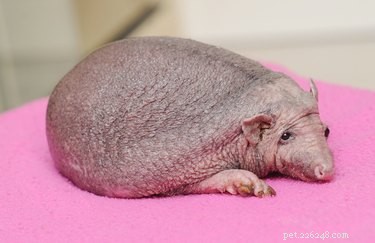 11 Stunning Photos of Bare-Bodied Animals That Will Change Your View of Nature