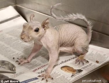 11 Stunning Photos of Bare-Bodied Animals That Will Change Your View of Nature