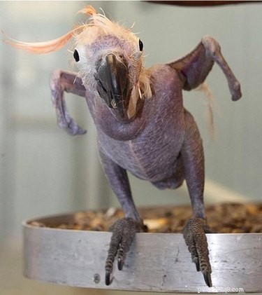 11 Stunning Photos of Bare-Bodied Animals That Will Change Your View of Nature