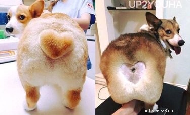 Corgi Thrives with Playful New Hairstyle – A Charming Pet Tale