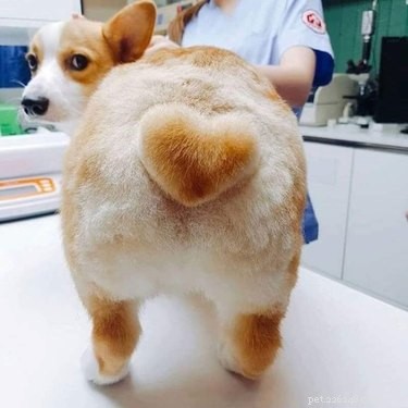 Corgi Thrives with Playful New Hairstyle – A Charming Pet Tale