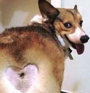 Corgi Thrives with Playful New Hairstyle – A Charming Pet Tale