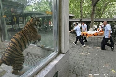 Unveiling the Surprising Stories Behind Viral Animal Photos