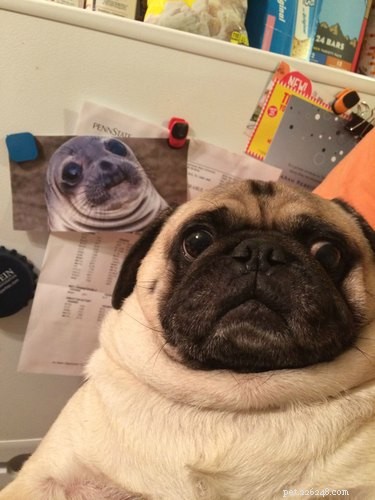 Unveiling the Surprising Stories Behind Viral Animal Photos