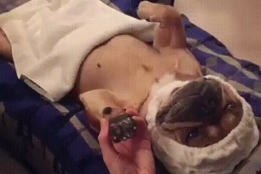 14 Ways Your Partner Treated Their Pet Better Than You