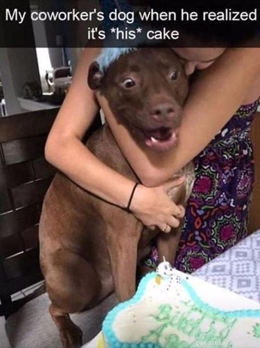14 Ways Your Partner Treated Their Pet Better Than You