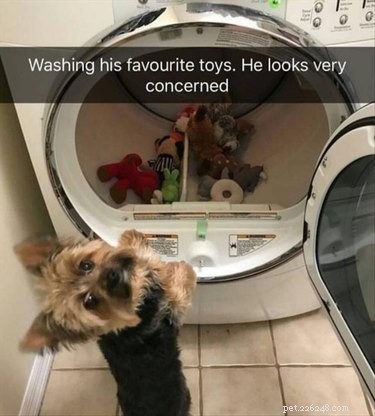 14 Ways Your Partner Treated Their Pet Better Than You