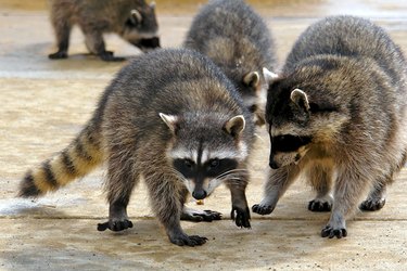 Teenager Kaylah Lynn Forms Heartwarming Bond With Raccoon Family