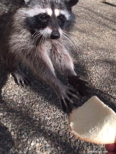 Teenager Kaylah Lynn Forms Heartwarming Bond With Raccoon Family