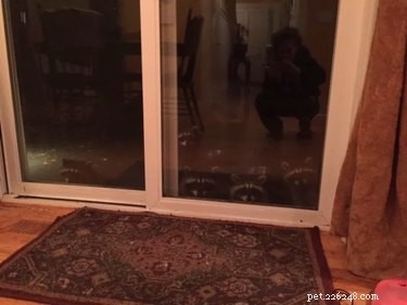 Teenager Kaylah Lynn Forms Heartwarming Bond With Raccoon Family