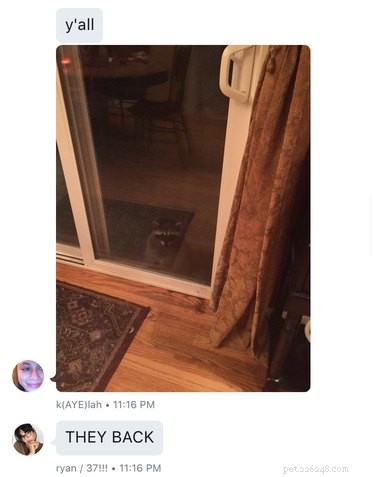 Teenager Kaylah Lynn Forms Heartwarming Bond With Raccoon Family
