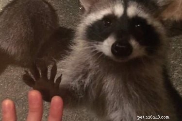 Teenager Kaylah Lynn Forms Heartwarming Bond With Raccoon Family