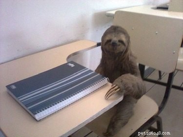 13 Incredible Sloths You Won t Believe Exist