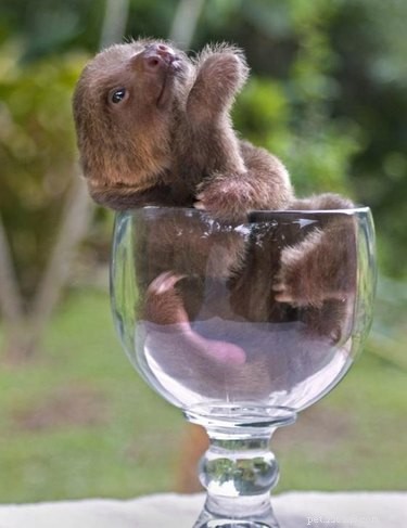 13 Incredible Sloths You Won t Believe Exist