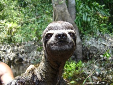 13 Incredible Sloths You Won t Believe Exist