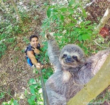 13 Incredible Sloths You Won t Believe Exist