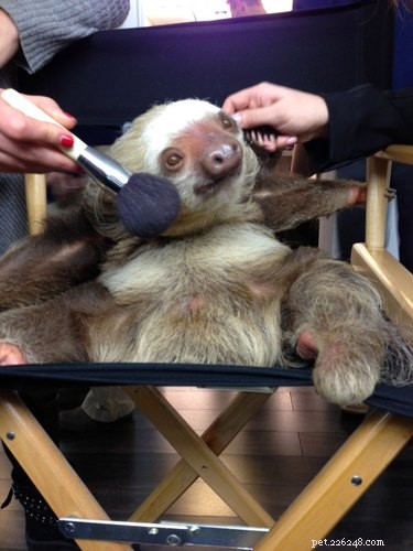 13 Incredible Sloths You Won t Believe Exist