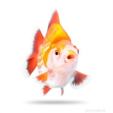 540 Creative Fish Names to Spark Your Aquarium’s Personality