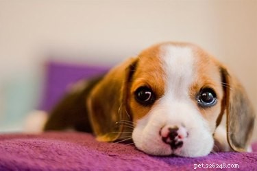 7 Common Mistakes to Avoid When Naming Your Pet