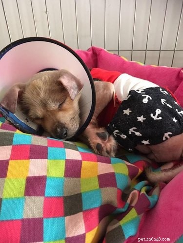 Tiny Puppy Mia: From Slaughterhouse to Recovery—A Heartwarming Rescue Story