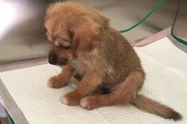Tiny Puppy Mia: From Slaughterhouse to Recovery—A Heartwarming Rescue Story
