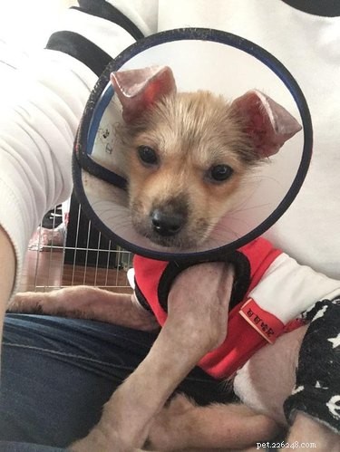 Tiny Puppy Mia: From Slaughterhouse to Recovery—A Heartwarming Rescue Story