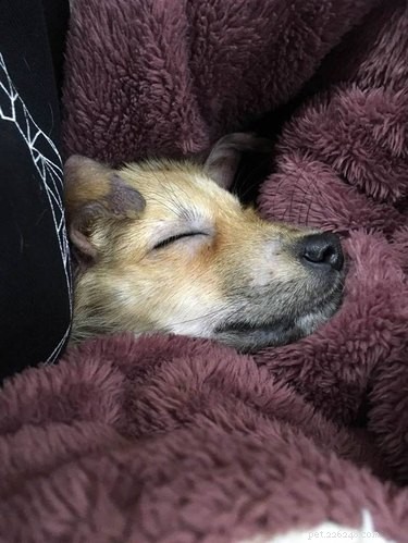 Tiny Puppy Mia: From Slaughterhouse to Recovery—A Heartwarming Rescue Story
