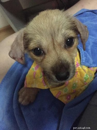 Tiny Puppy Mia: From Slaughterhouse to Recovery—A Heartwarming Rescue Story
