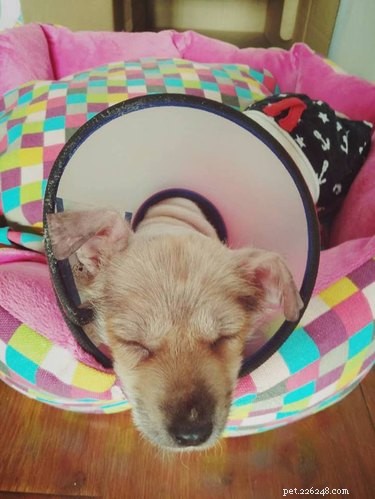 Tiny Puppy Mia: From Slaughterhouse to Recovery—A Heartwarming Rescue Story