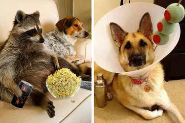 14 Animals That Capture Your Post‑Thanksgiving Feelings