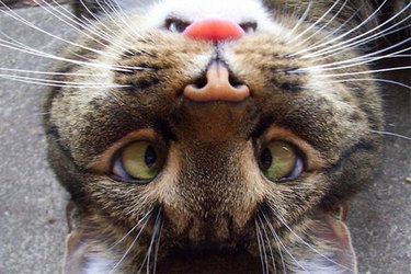 17 Pets Who Are Totally Done With Life
