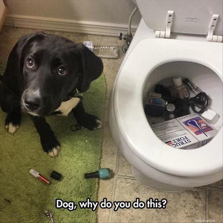 17 Pets Who Are Totally Done With Life