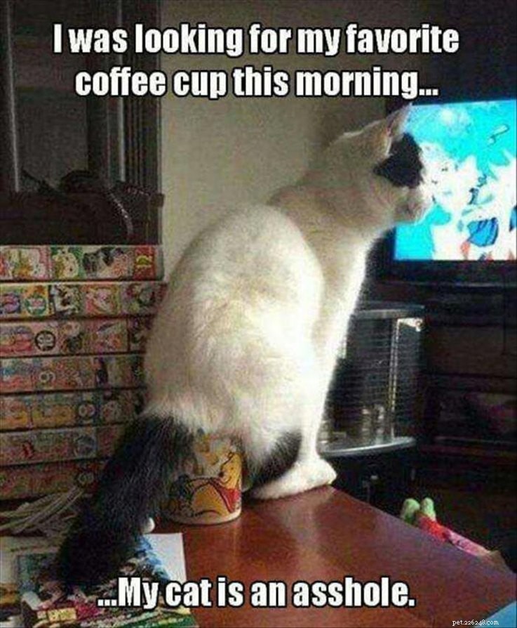 17 Pets Who Are Totally Done With Life