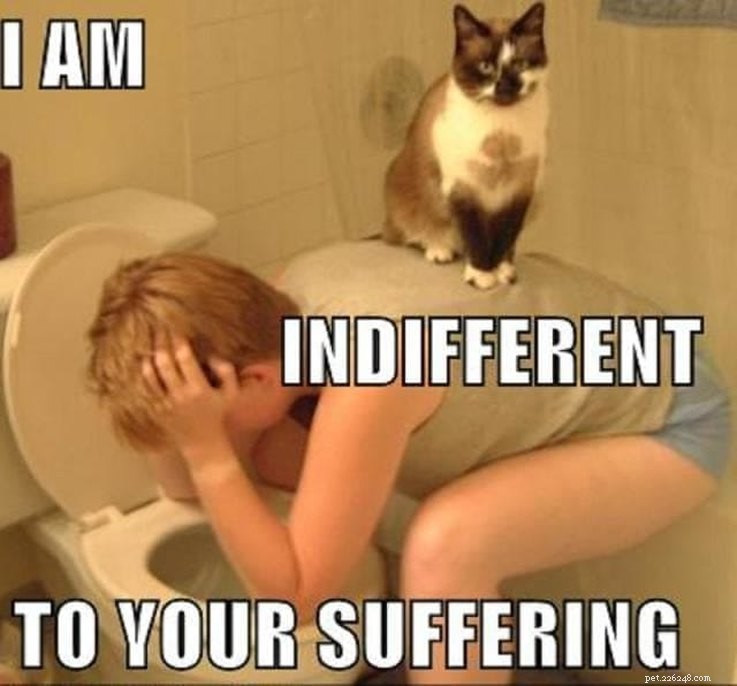 17 Pets Who Are Totally Done With Life