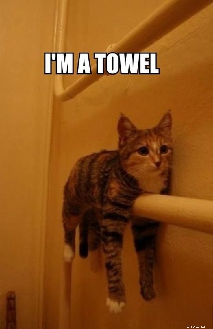 17 Pets Who Are Totally Done With Life