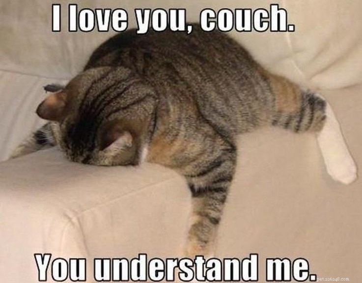 17 Pets Who Are Totally Done With Life