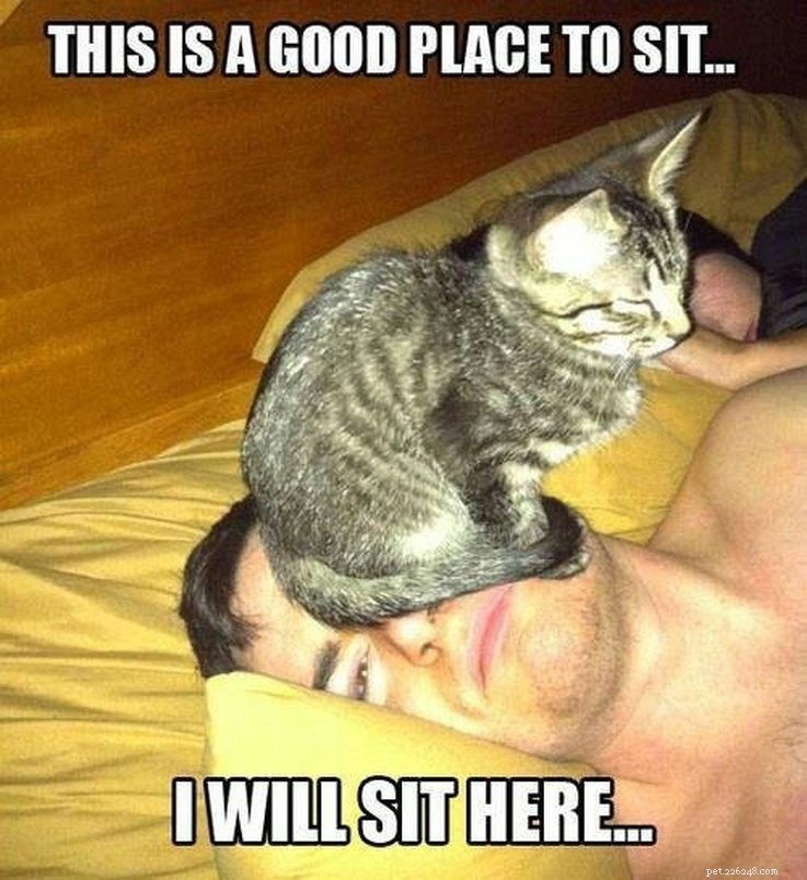 17 Pets Who Are Totally Done With Life