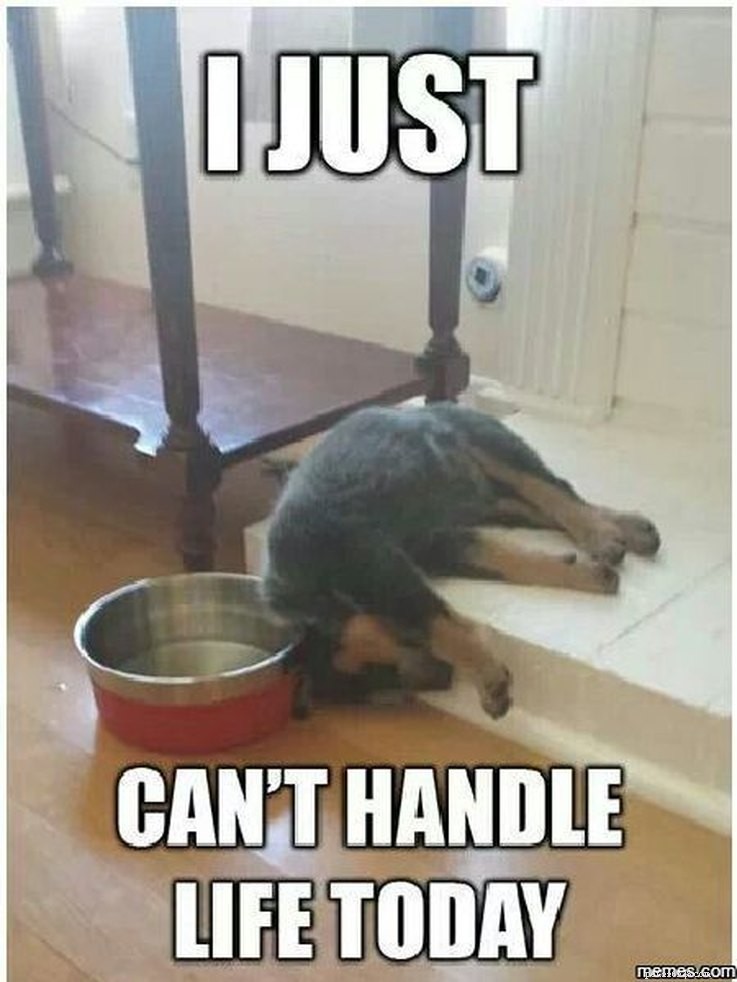 17 Pets Who Are Totally Done With Life