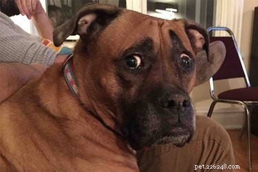 14 Animals That Show Why Holiday Homecomings Can Be Stressful