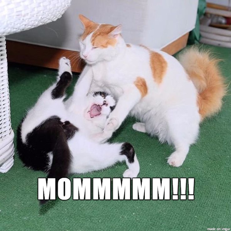 14 Animals That Show Why Holiday Homecomings Can Be Stressful