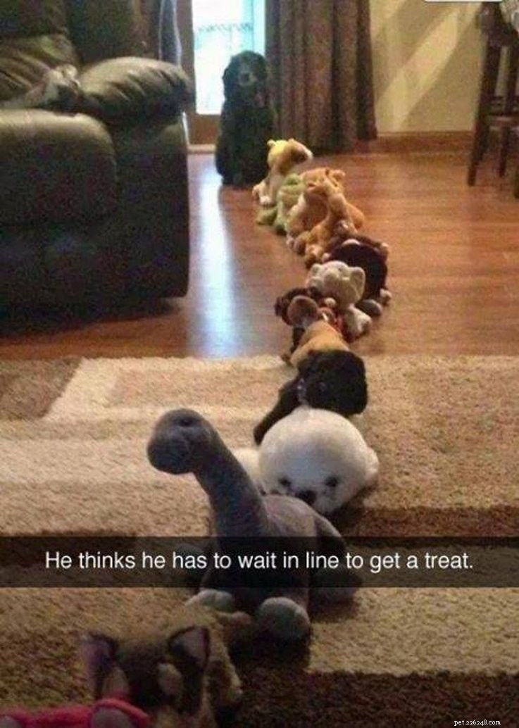 14 Animals That Show Why Holiday Homecomings Can Be Stressful