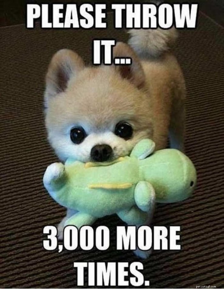 14 Animals That Show Why Holiday Homecomings Can Be Stressful