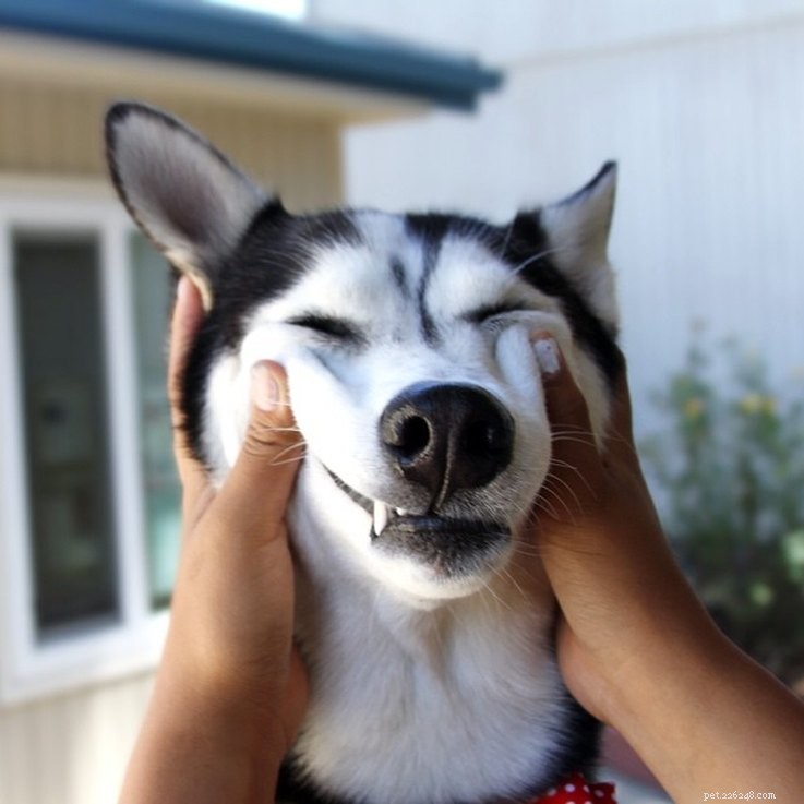 14 Animals That Show Why Holiday Homecomings Can Be Stressful