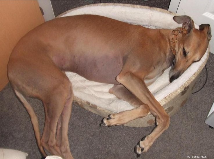 14 Animals That Show Why Holiday Homecomings Can Be Stressful