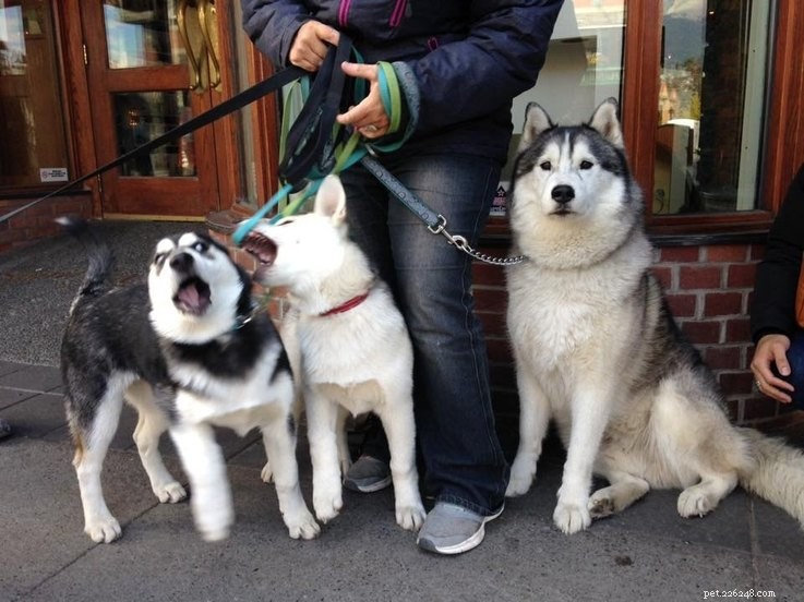 14 Animals That Show Why Holiday Homecomings Can Be Stressful