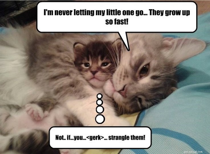 14 Animals That Show Why Holiday Homecomings Can Be Stressful