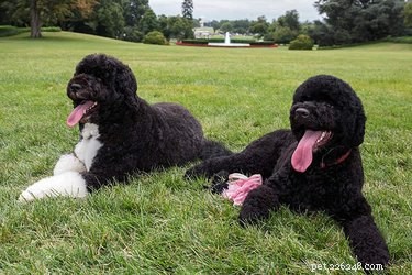 12 Fascinating Presidential Pets That Captured America