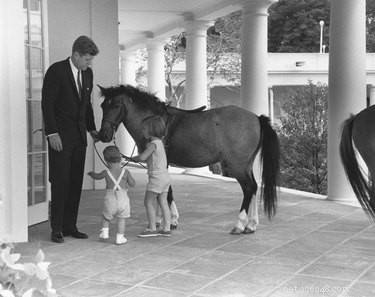 12 Fascinating Presidential Pets That Captured America