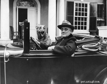 12 Fascinating Presidential Pets That Captured America